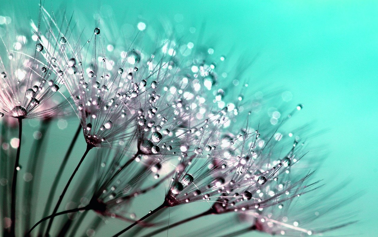 dandelion-445228_1280 dandelion-445228_1280 - Julie Goldschmidt, Fasciathérapie, Ostéopathie, Massage Fasciarmonie à Villeneuve-Loubet